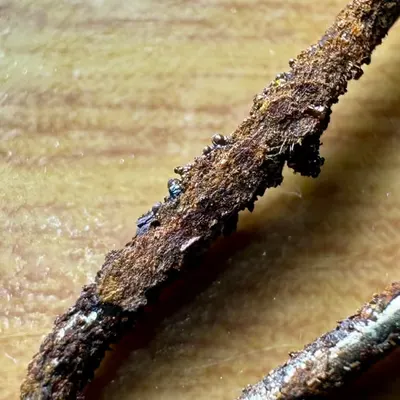 oxidationone