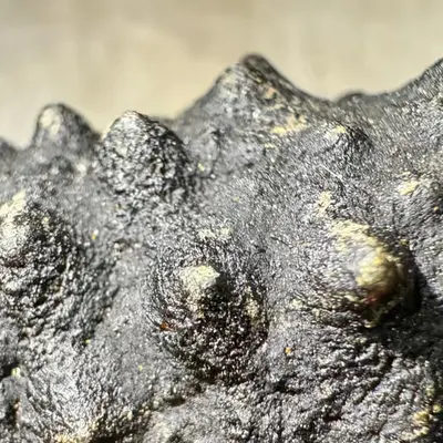 dried sea cucumber