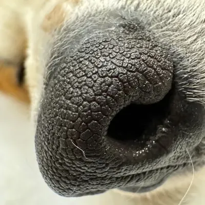 boop