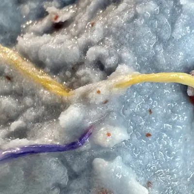 blue pea chrysanthemum ice cream