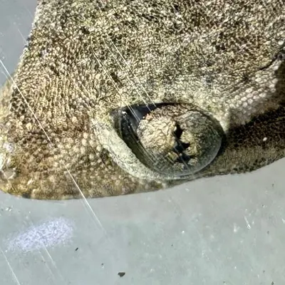 lizard eye