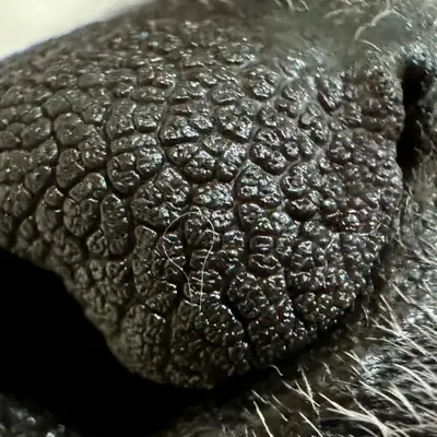 boop