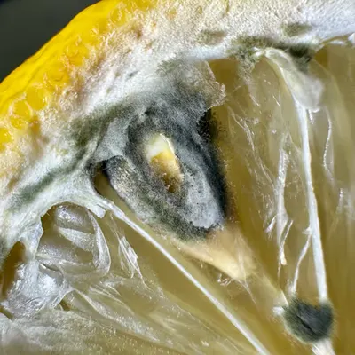 lemonone