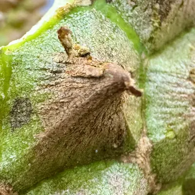 bawor durian spines
