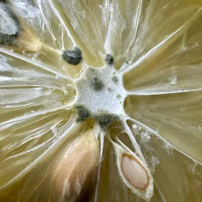 lemontwo