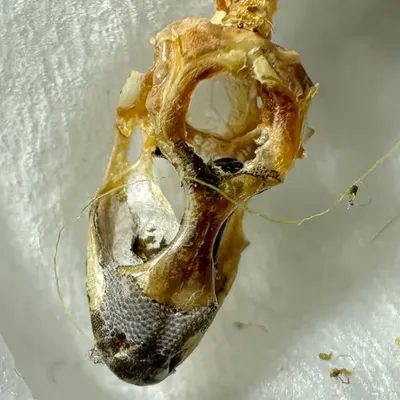 lizard skull