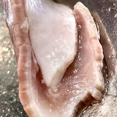 pig stomach