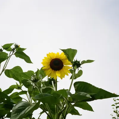 Sunflower on film
