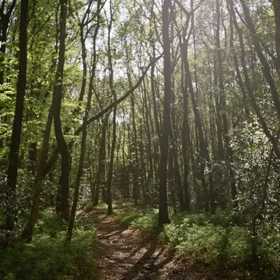 The forest on film