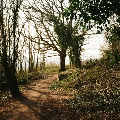 Afternoon walks