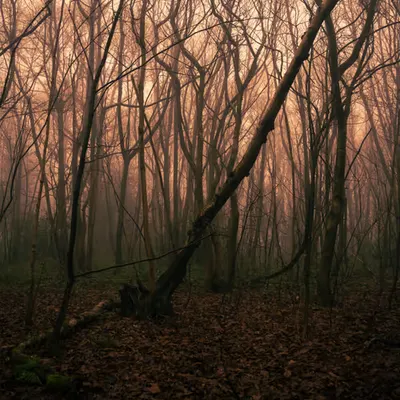 Walks through the woods