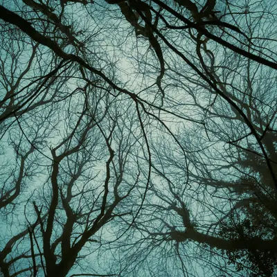 Patterns of the forest