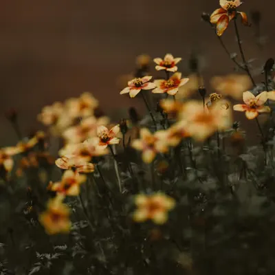 Flowers in the rain