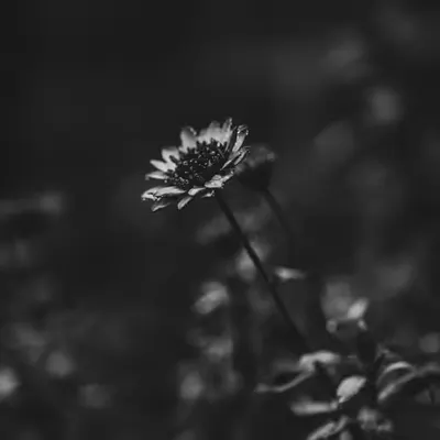Flowers blooming