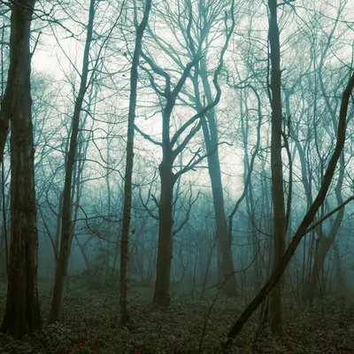 The mystical forest