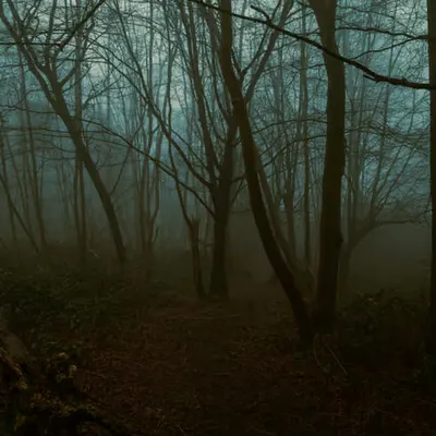 lost in the woods