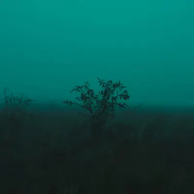 foggy nature