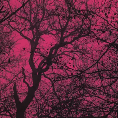 Details of a tree in pink