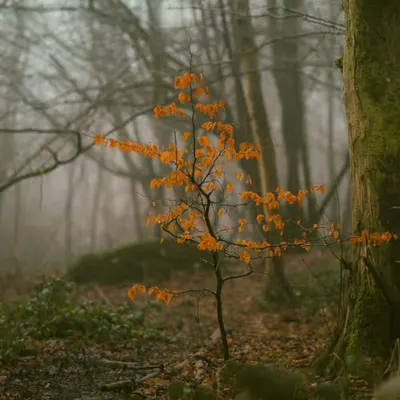 The last of autumn