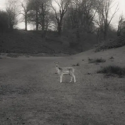 winter walks