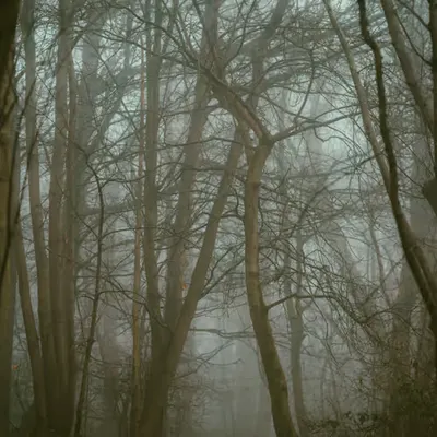 Walks in the woods
