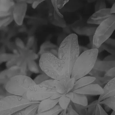 The sound of rain