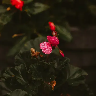 A pop of colour