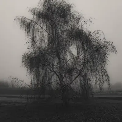 The gloomy tree