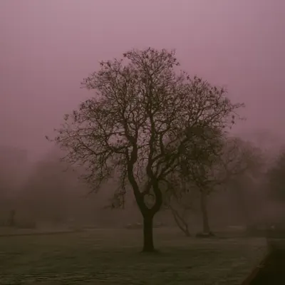 Cold pink