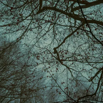 Tree details