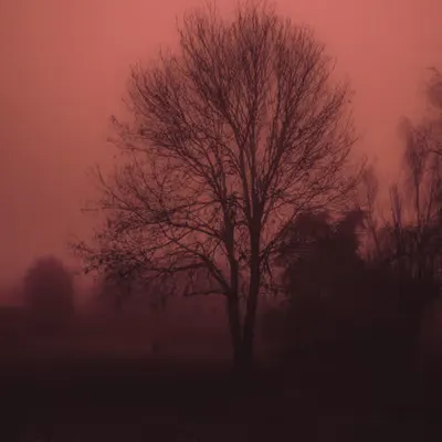 Orange in the mist
