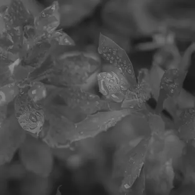 raindrops in grey