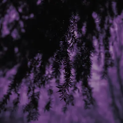 Details of the forest