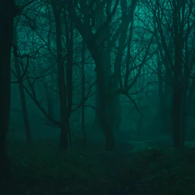 Deep in the forest