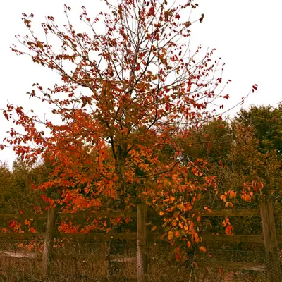 Autumn 🍂