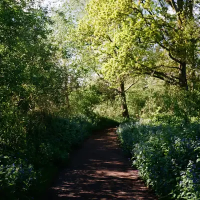 My morning walk on film