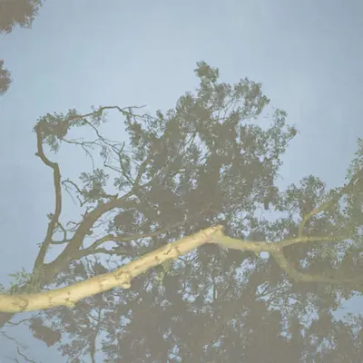 Staring at the branches