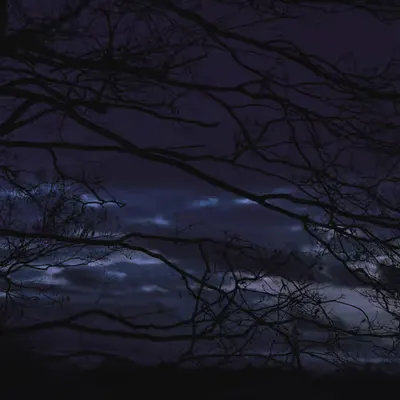 textures of the trees (spooky edition)