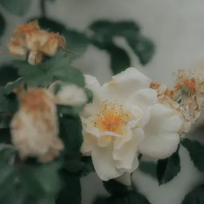 delicate nature