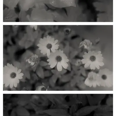 Cinematic sounds of nature