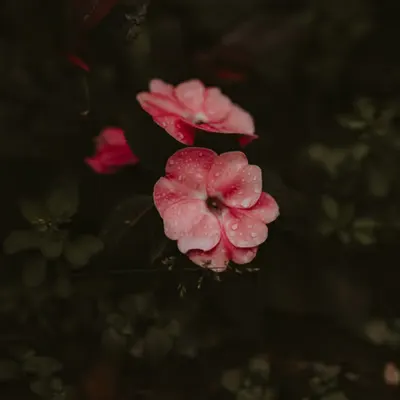 raindrops hitting the flowers