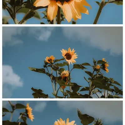 summer breeze