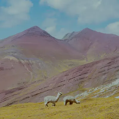 Andean Garden