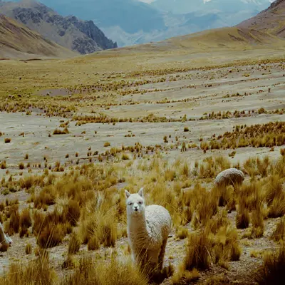 Andean Angel