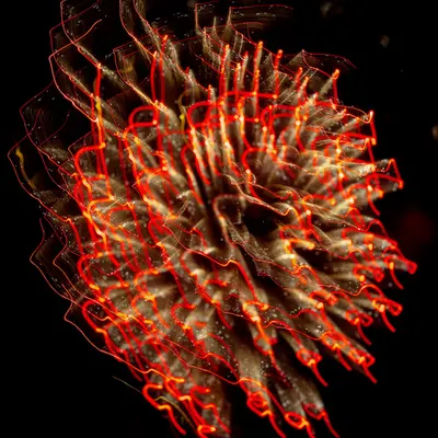 L1180775