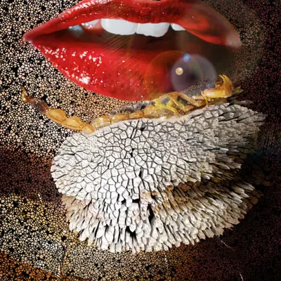 Edible Glamour