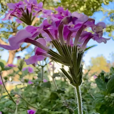 morning flowers