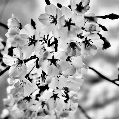 in bloom