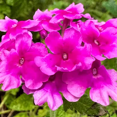 purple booms