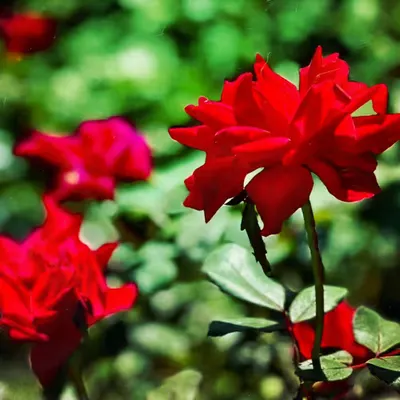 red roses in the garden